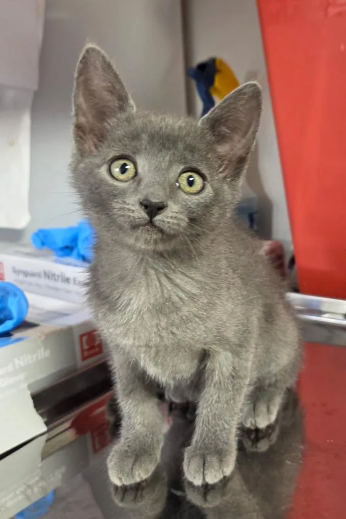 A baby medium-sized female Domestic Long Hair cat named Melody for adoption in Vacaville, CA