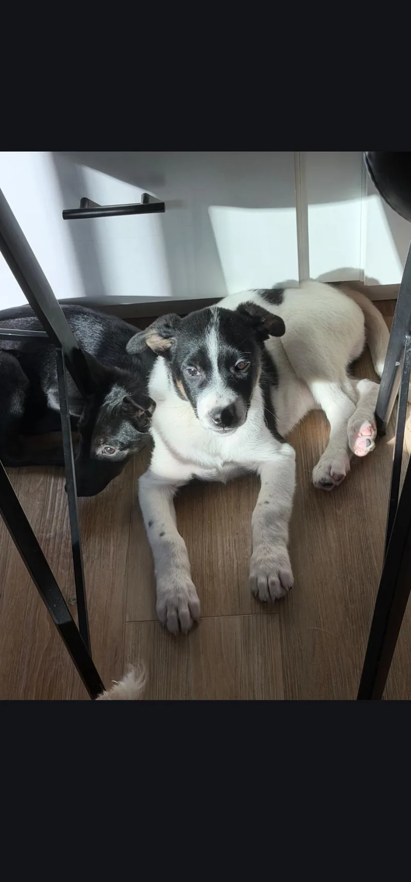 A baby small-sized male Australian Cattle Dog / Blue Heeler named Joaquin for adoption in Hardin, MT