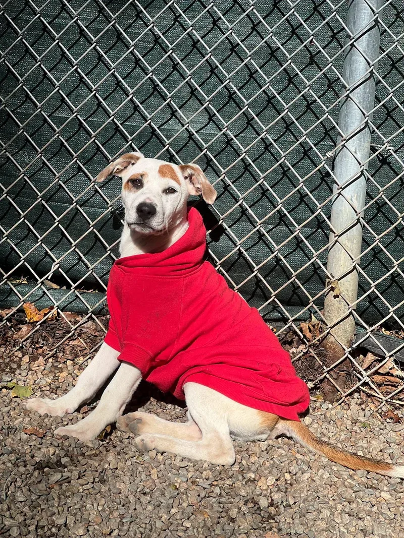 A baby medium-sized male Mixed Breed dog named Charlie for adoption in Berwick, ME
