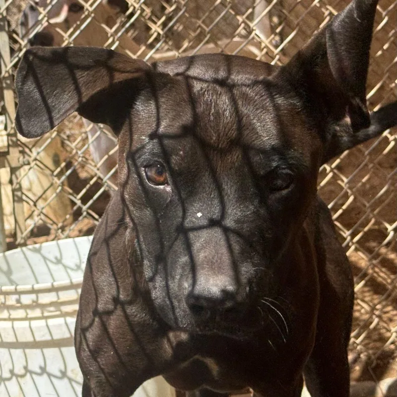 An adult medium-sized male Black American Staffordshire Terrier dog named Kane for adoption in Kingman, AZ