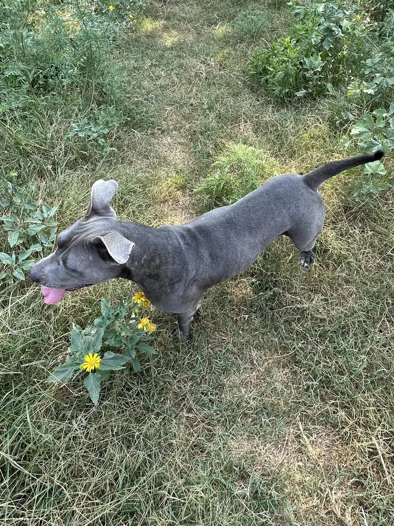 An adult large-sized female Gray / Blue / Silver Pit Bull Terrier dog named Cali for adoption in Choctaw, OK