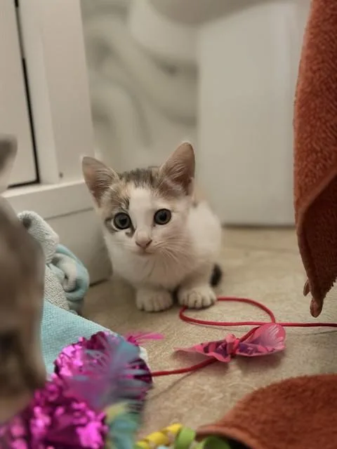 A baby small-sized female Domestic Short Hair cat named Dip for adoption in Corpus Christi, TX