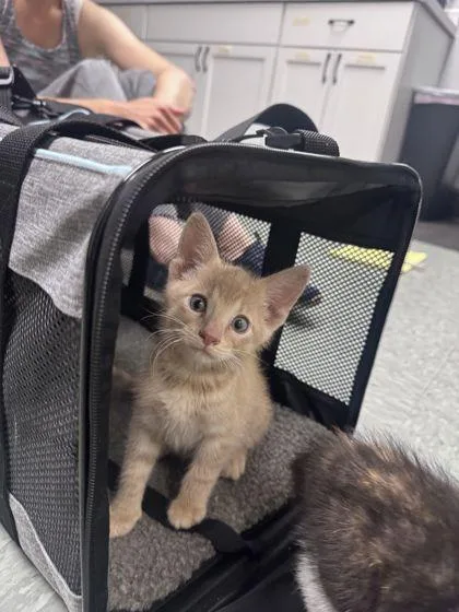 A baby small-sized male Domestic Short Hair cat named Thomas for adoption in Shawano, WI