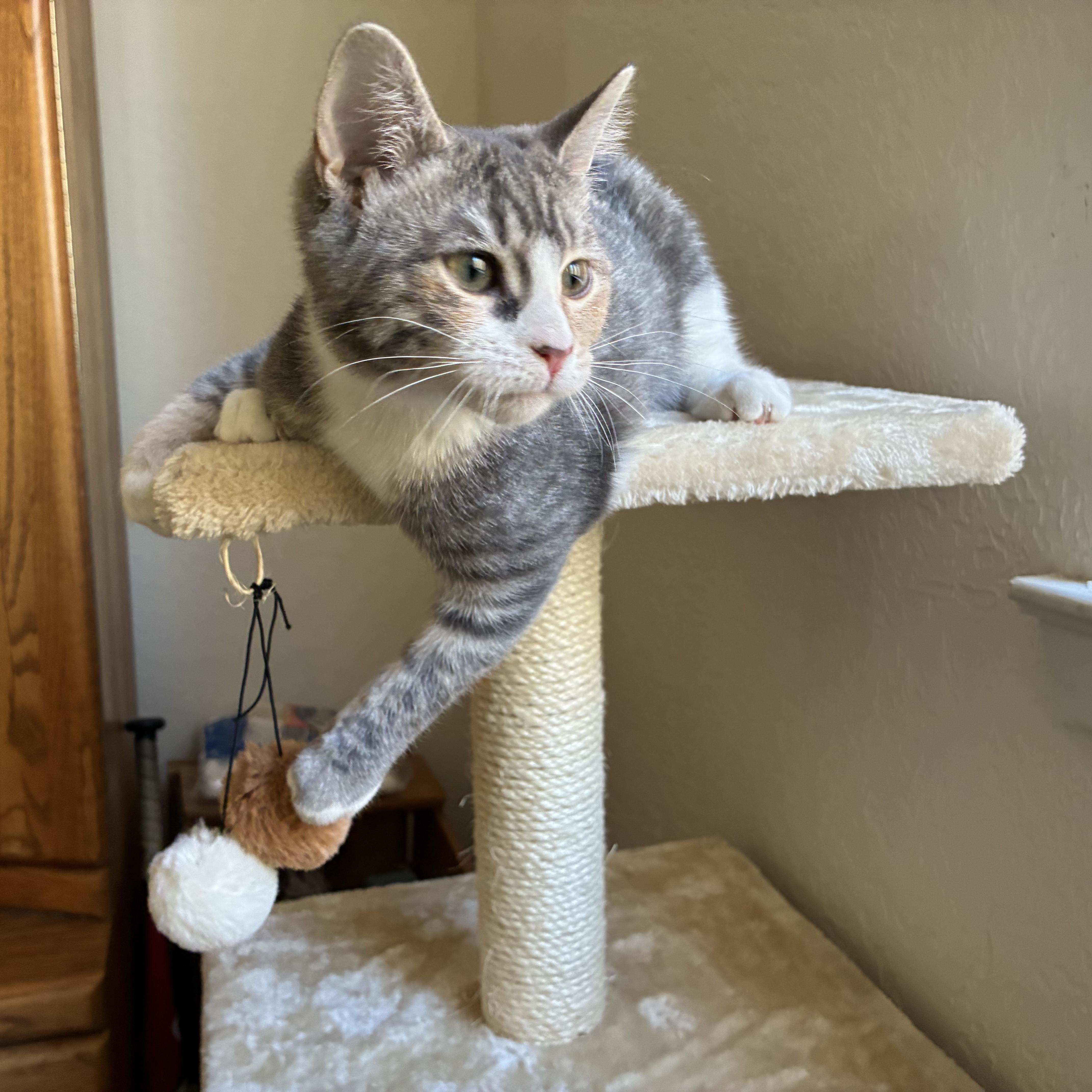 A baby medium-sized female Calico cat named Squeaky for adoption in Albuquerque, NM