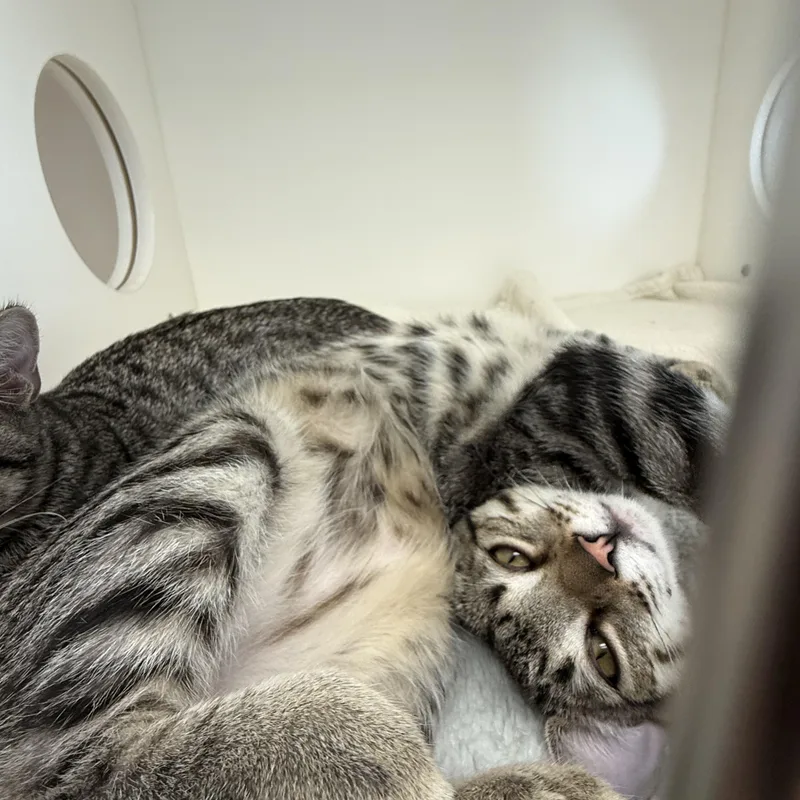 A young medium-sized male Tabby cat named Diesel for adoption in Newport Beach, CA