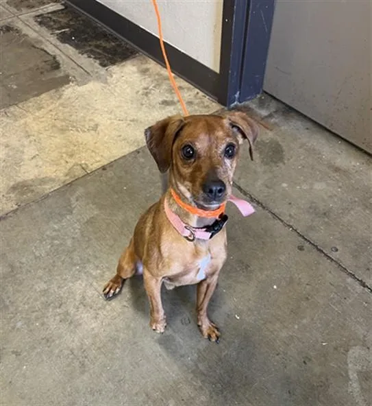 An adult small-sized male Chihuahua dog named Oakley for adoption in Ontario, CA