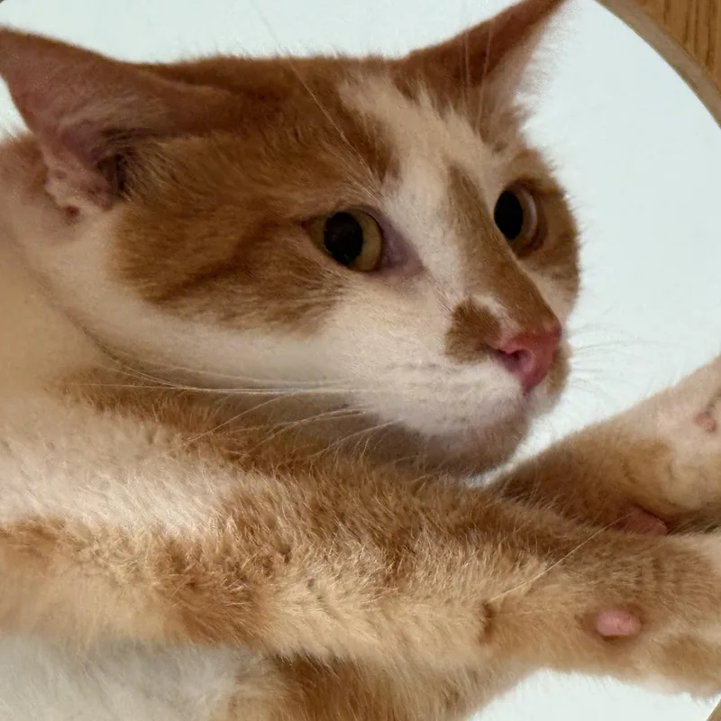 A young large-sized male Orange & White Domestic Short Hair cat named Sour Patch for adoption in Joliet, IL