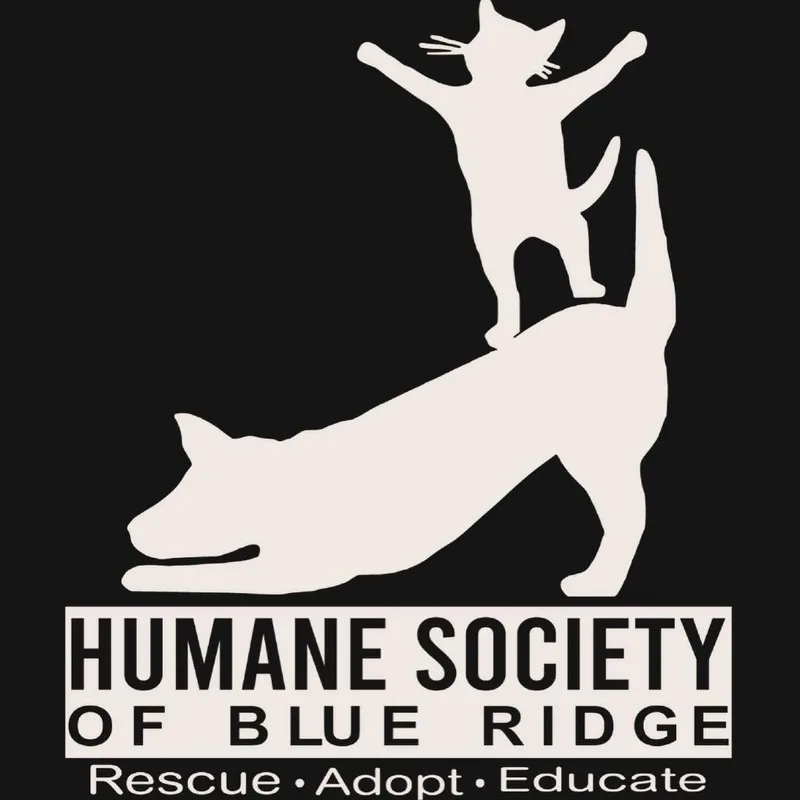 A baby small-sized female Gray / Blue / Silver Domestic Long Hair cat named Bridie for adoption in Blue Ridge, GA