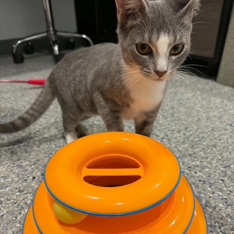 A baby small-sized female American Shorthair cat named Stryker for adoption in Danbury, CT