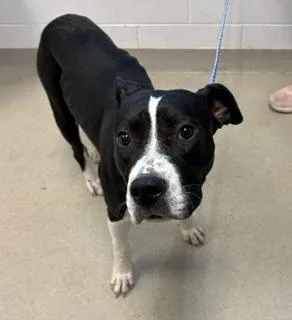 A young medium-sized male Mixed Breed dog named Sammy for adoption in Haw River, NC