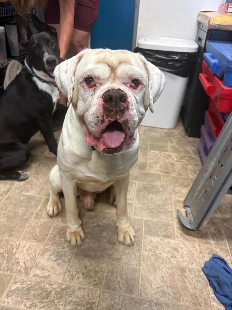 An adult large-sized male Boxer dog named Artoo Dogtoo for adoption in Reno, NV