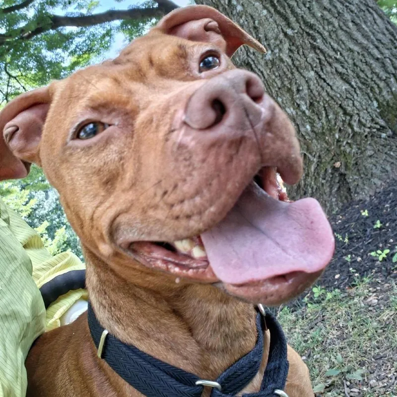An adult medium-sized male Red / Chestnut / Orange Pit Bull Terrier dog named Oswald for adoption in Baltimore, MD