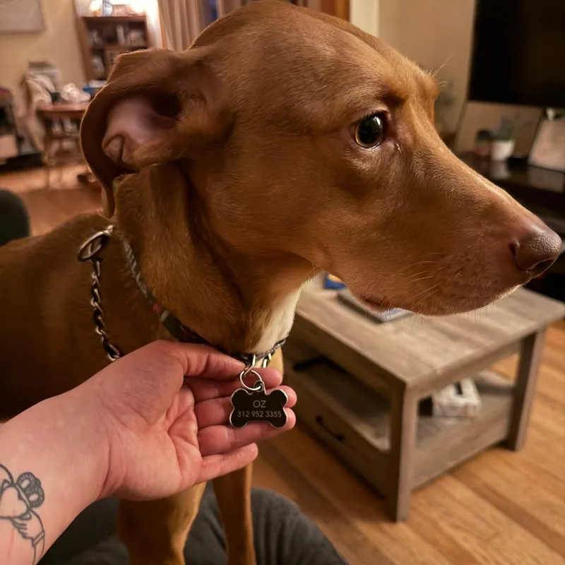 An adult small-sized male Mixed Breed dog named Ozzie Home to for adoption in South Elgin, IL