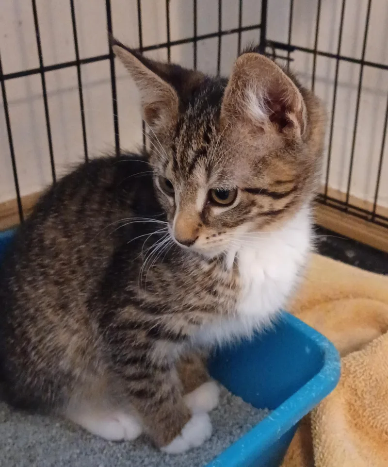 A baby medium-sized female Tabby (Gray / Blue / Silver) Domestic Short Hair cat named Pansy for adoption in Lemoyne, PA