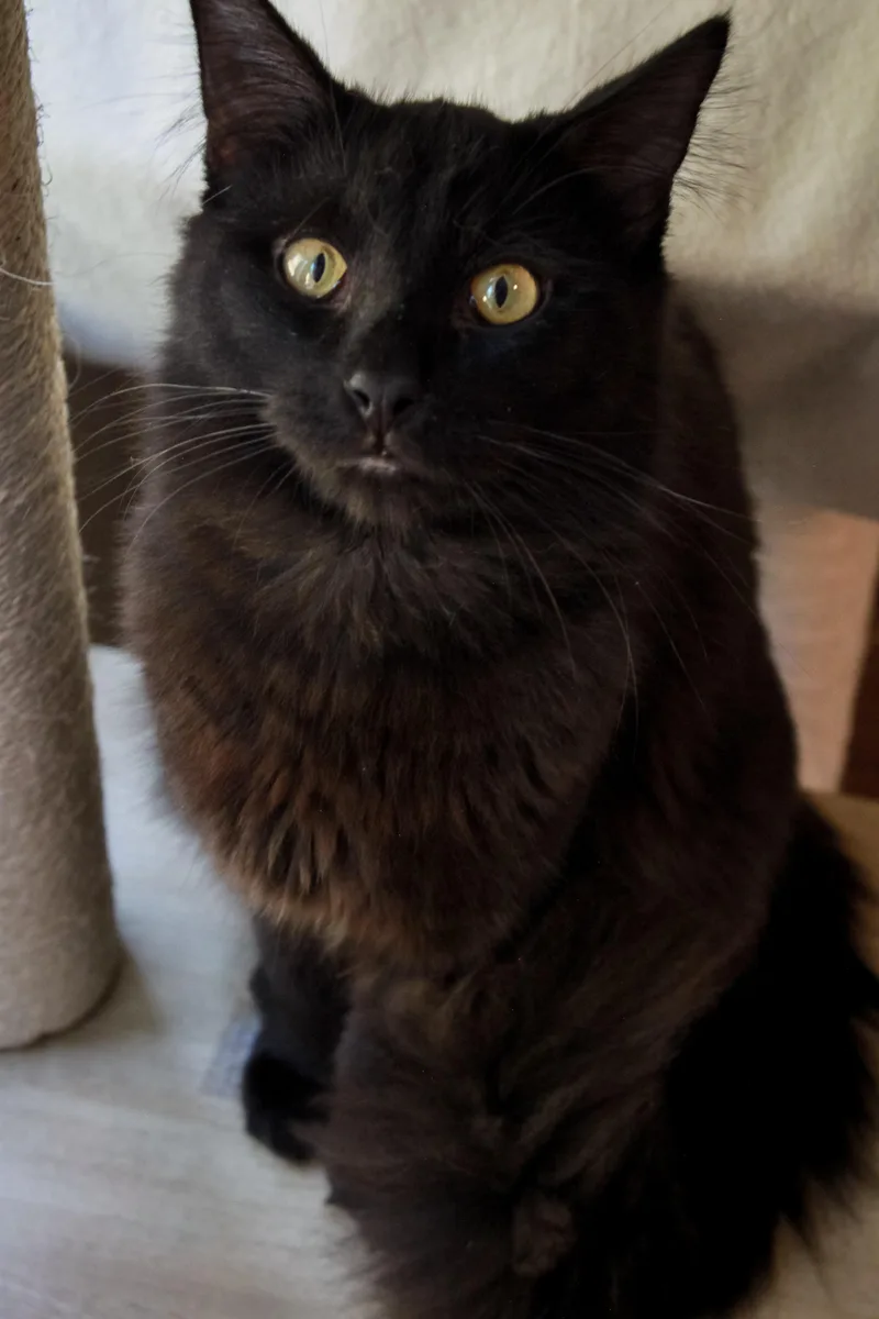 An adult medium-sized male Domestic Medium Hair cat named Corbin for adoption in Ona, WV