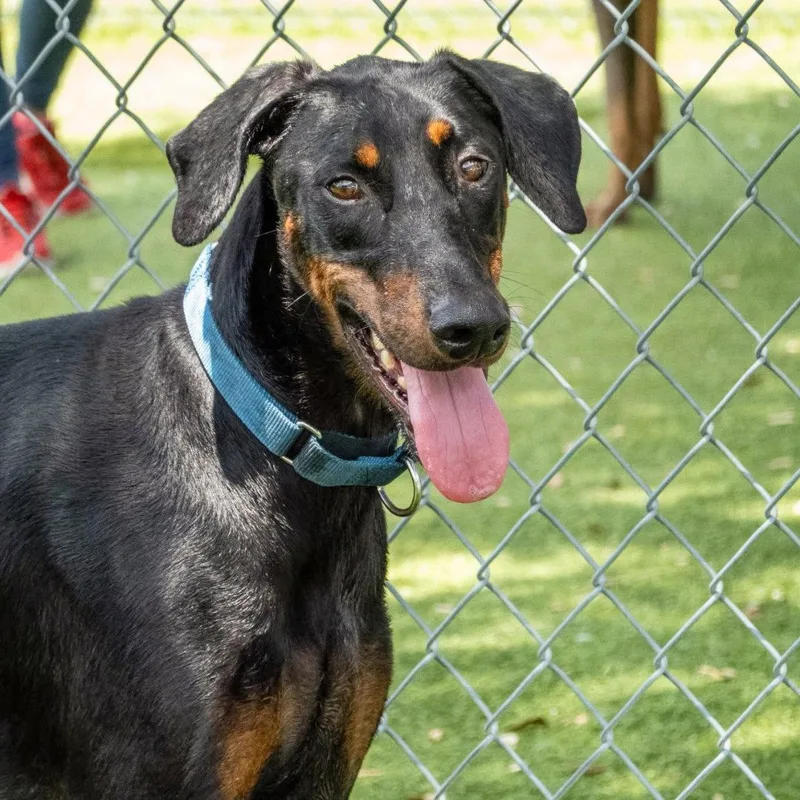 A young medium-sized male Doberman Pinscher dog named Stitch for adoption in Oakland Park, FL