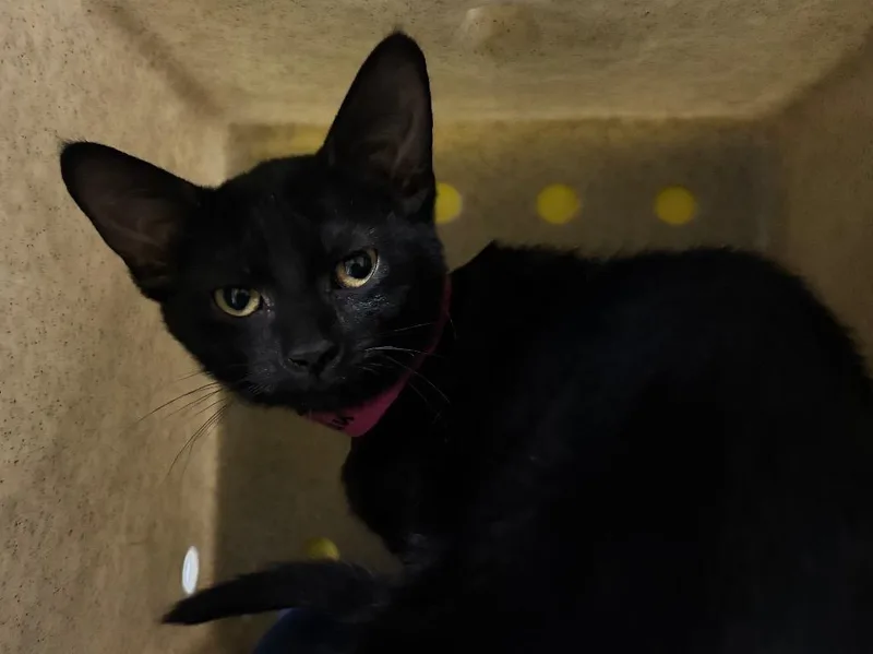 A baby small-sized female Domestic Short Hair cat named Kudu for adoption in Powell, OH