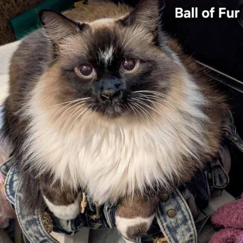 Ball of Fur