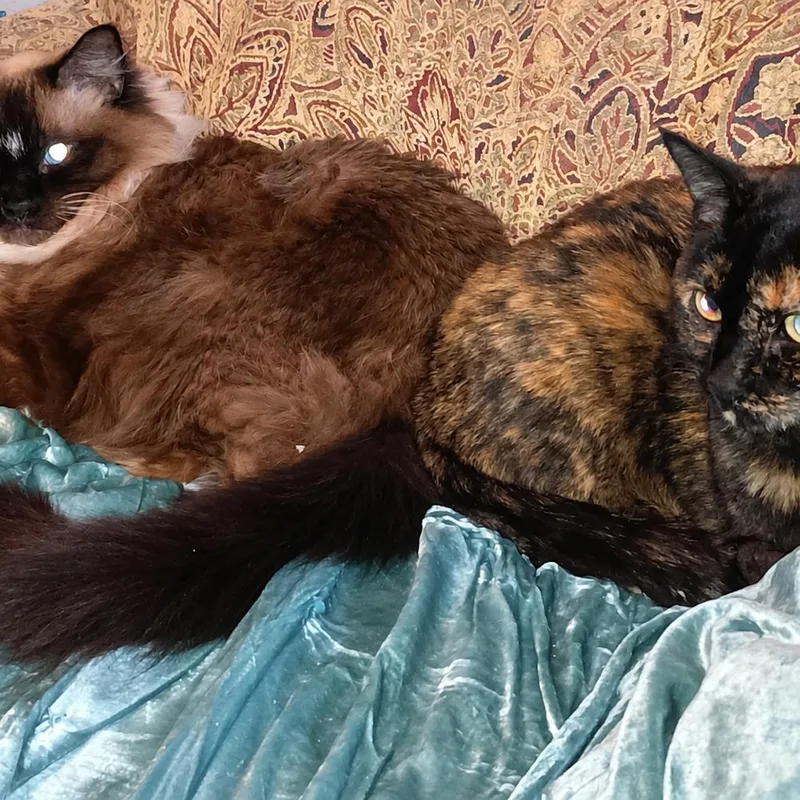 Ball of Fur thumbnail 2