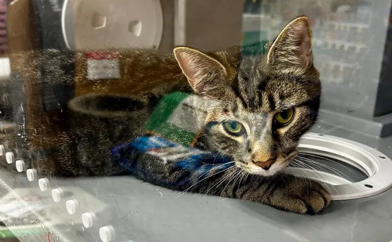 A young small-sized male Domestic Short Hair cat named Bentley for adoption in Effingham, IL