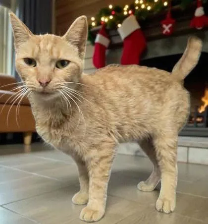 An adult medium-sized female Orange / Red Domestic Short Hair cat named Apricot for adoption in Sullivan, IN