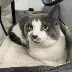 An adult large-sized male White Domestic Short Hair cat named Tomatillo for adoption in New York, NY