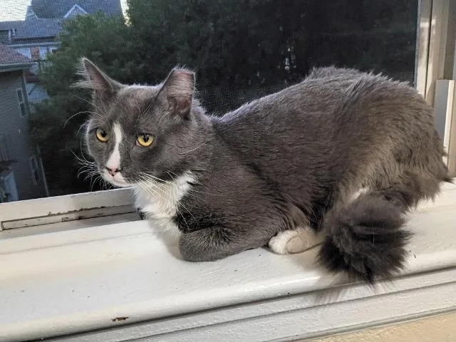 A young medium-sized male Domestic Medium Hair cat named Alfred for adoption in Pawtucket, RI