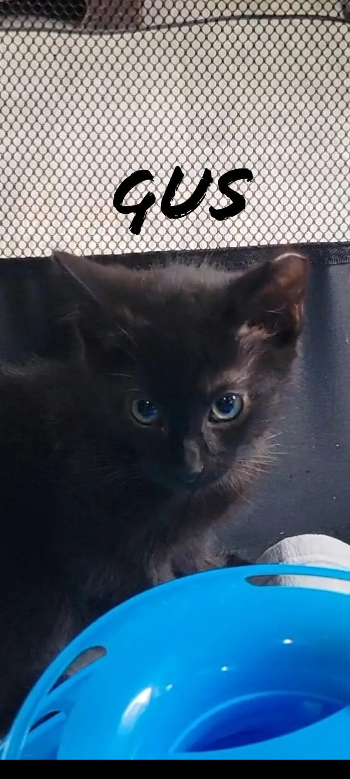 A baby small-sized male Domestic Short Hair cat named Gus bonded with Jax for adoption in Ellicott City, MD
