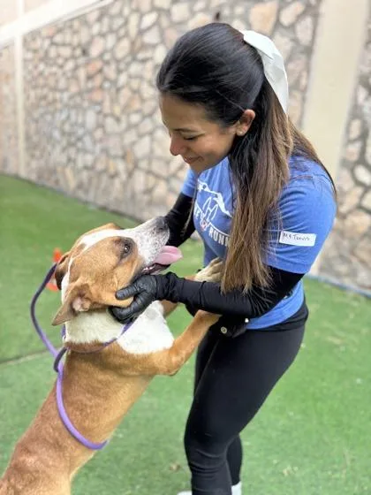 An adult medium-sized male Pit Bull Terrier dog named Travis for adoption in El Paso, TX