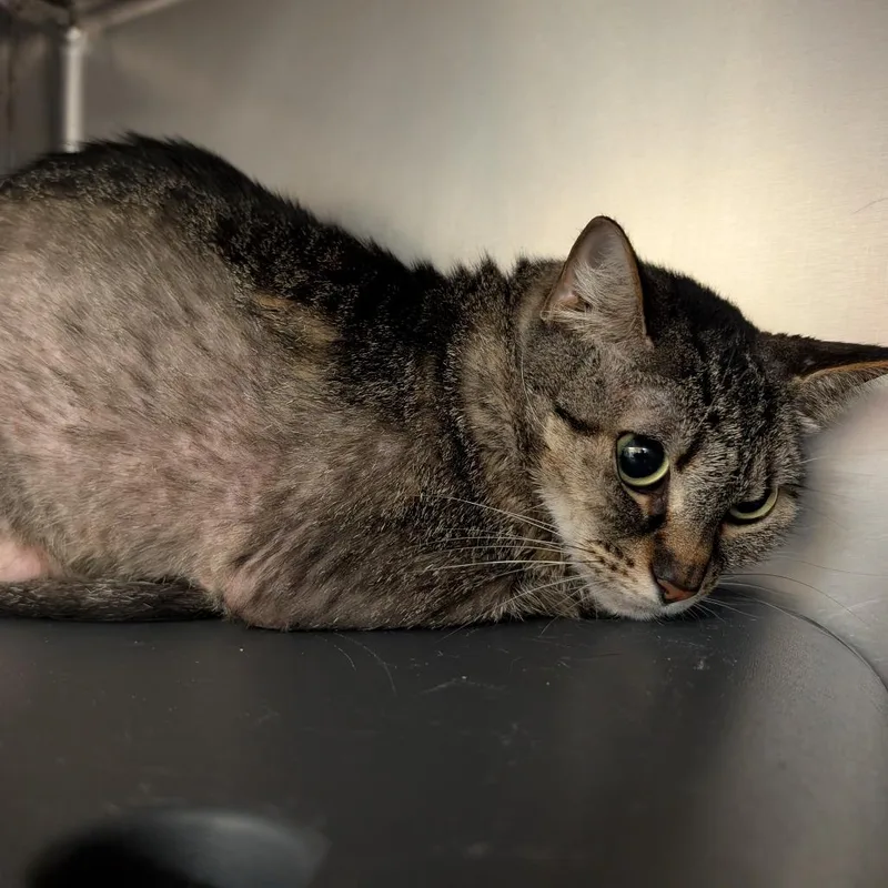 An adult medium-sized female Brown / Chocolate Domestic Short Hair cat named Aloe for adoption in Titusville, FL