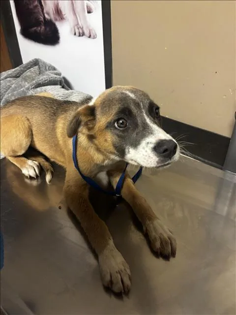 A young small-sized female Black Mouth Cur dog named Skye for adoption in Conroe, TX