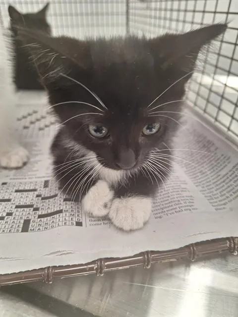 A baby small-sized female Domestic Short Hair cat named A for adoption in Fort Lauderdale, FL