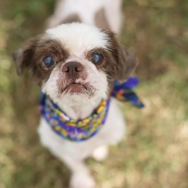 Bilbo Waggins