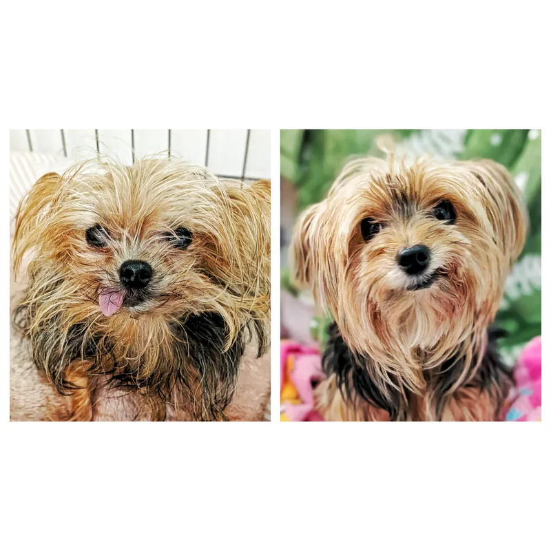 An adult small-sized female Golden Yorkshire Terrier dog named Lexi & Gracie for adoption in Eustis, FL