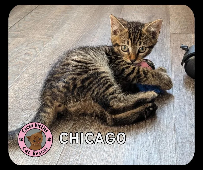 Chicago thumbnail 3