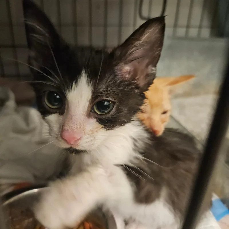 A baby small-sized female Black Domestic Short Hair cat named Boo in Manchester  for adoption in Alexandria, VA