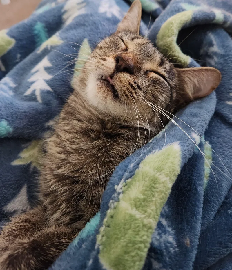 Penelope thumbnail 3