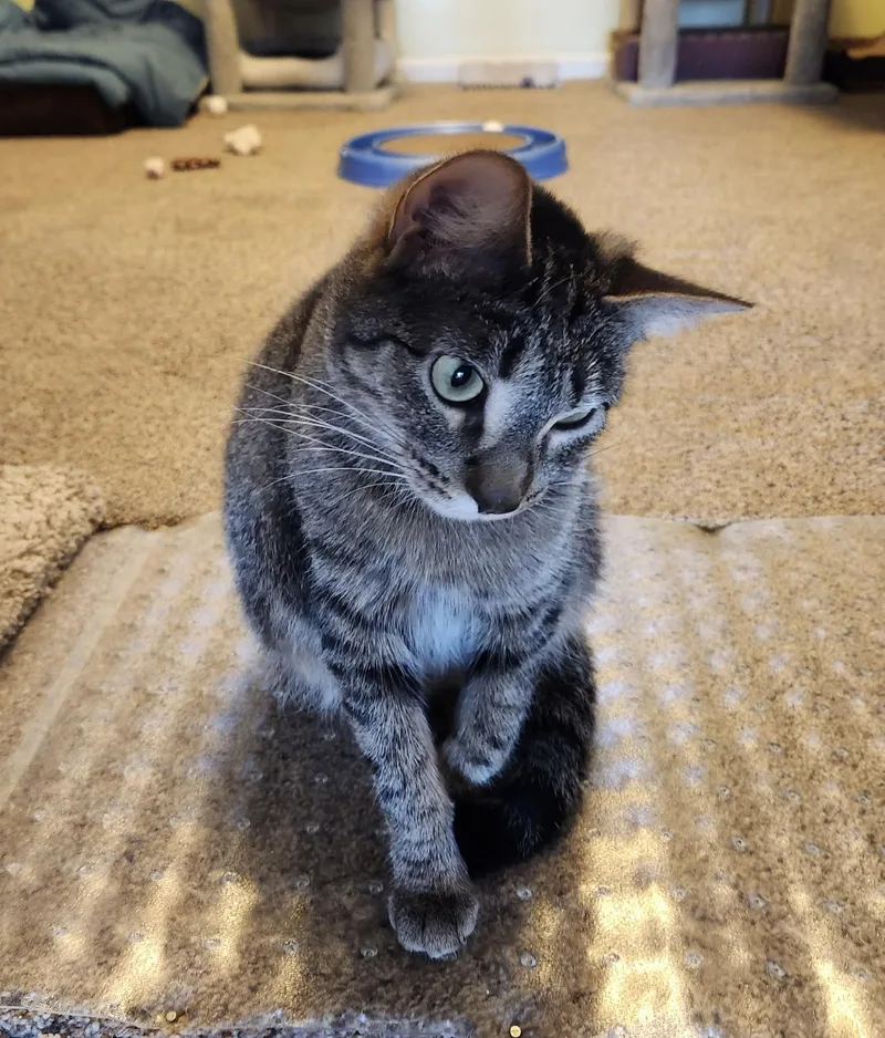 Penelope thumbnail 5