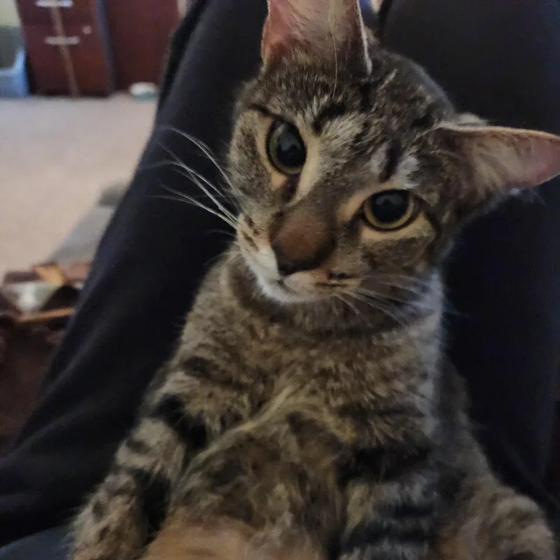A young medium-sized female Tabby (Brown / Chocolate) Tabby cat named Penelope for adoption in Macomb, MI