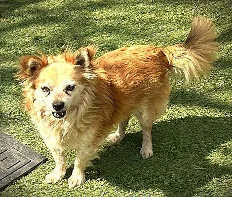 An adult small-sized male Chihuahua dog named Rusty for adoption in Fallbrook, CA