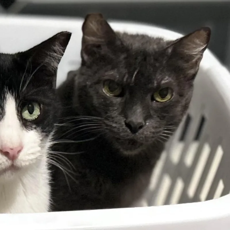 Lulu Lemon thumbnail 2