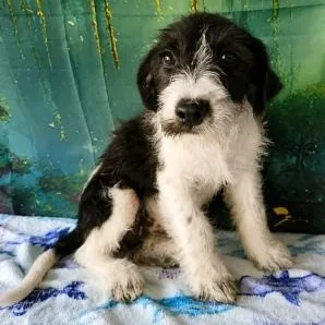 A young medium-sized female Black Miniature Poodle dog named Tessa for adoption in Tylertown, MS