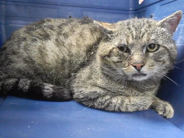 An adult small-sized male Domestic Short Hair cat named Crab Cuisine for adoption in Omaha, NE