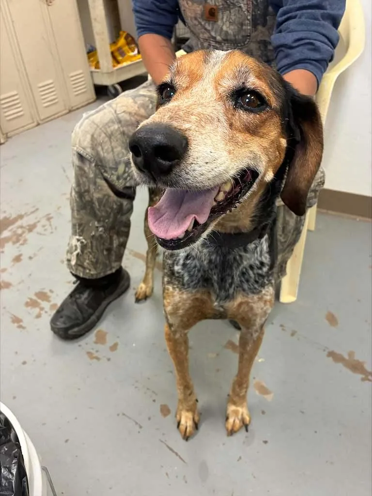 An adult medium-sized female Black Bluetick Coonhound dog named Cowgirl for adoption in Fort Collins, CO