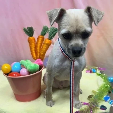 Gerard Way thumbnail 3