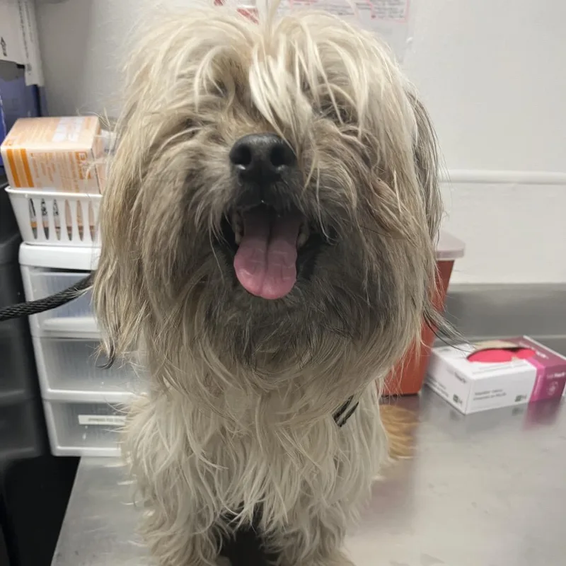 Gerard Way thumbnail 6