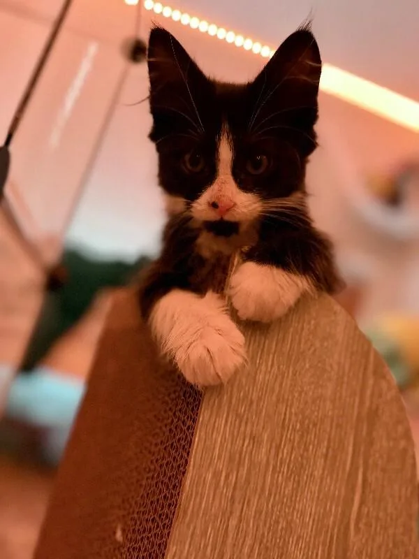 A young medium-sized male Black & White / Tuxedo Domestic Long Hair cat named NeeDoh for adoption in Fort Collins, CO