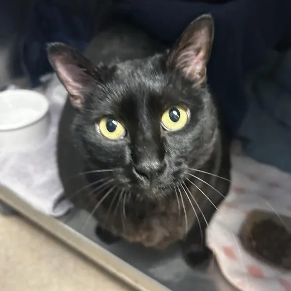 An adult extra large-sized female Domestic Short Hair cat named Chocolate Chip for adoption in Dublin, CA