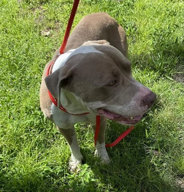 An adult large-sized male American Bulldog dog named Petey for adoption in Fort Myers, FL