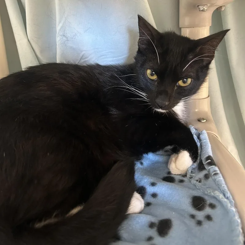 An adult medium-sized male Black Domestic Short Hair cat named Bootsie for adoption in Sonoma, CA